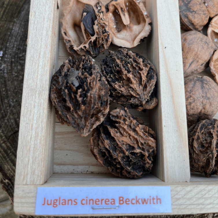 Young Walnut tree Juglans cinerea Beckwith