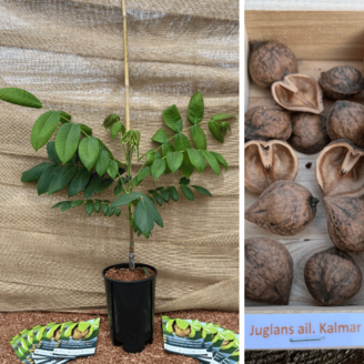Jonge Walnootboom Juglans ail. cord. Kalmar