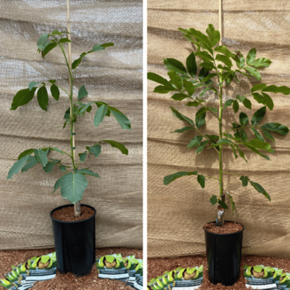 Paket mit jungen Walnussbäumen – 2 Stück | 1 x Juglans regia Broadview – 1 x Juglans regia Bucanneer
