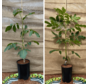 Young Walnut tree package - 2 pieces Juglans in species - 1 x Juglans regia Broadview - 1 x Juglans regia 'Bucanneer'