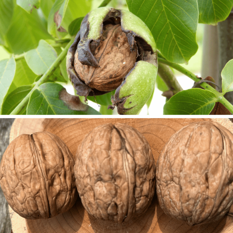 Paquet de Jeunes de noyers - 2 pièces Juglans en espèce - 1 x Juglans regia Broadview - 1 x Juglans regia 'Bucanneer'