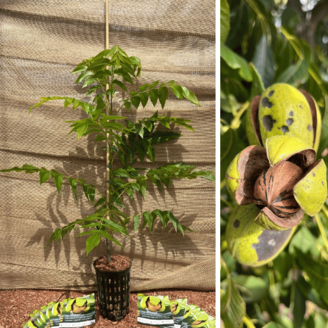 Pecan Junge Pekannuss baum | Carya illinoinensis 'Wichita'