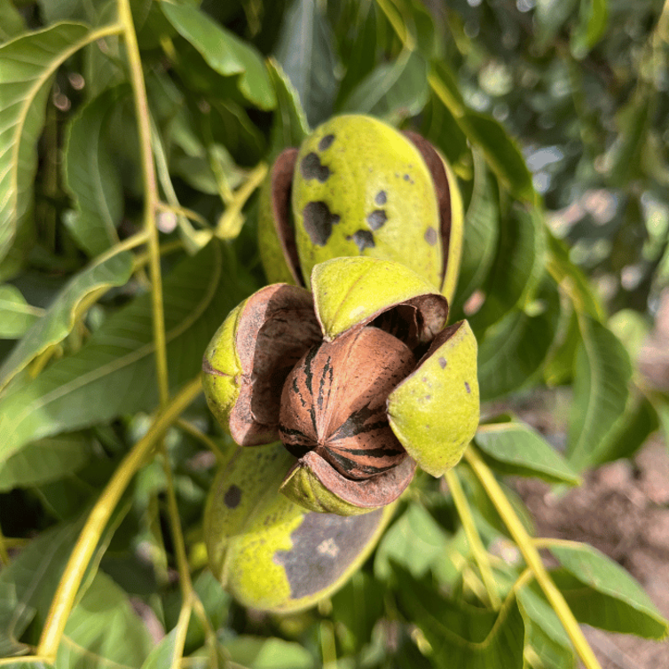 Pecan Pekan nut tree | Carya illinoinensis ‘Wichita’