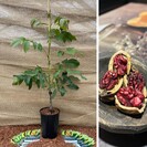 Walnut tree Juglans regia ‘Red Phantom’