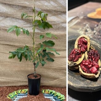 Jonge Walnootboom Juglans regia 'Red Phantom'