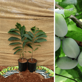 Paquet de Jeunes d'avantages Pawpaw - 1 x Asimina t. Shenandoah - 1 x Asimina t. Prima 1216