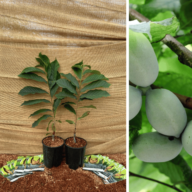 Lot promotionnel de jeunes plants de papaye - 2 pièces | 1 x Asimina t. Shenandoah - 1 x Asimina t. Prima 1216