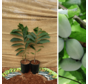 Lot promotionnel de jeunes plants de papaye - 2 pièces | 1 x Asimina t. Shenandoah - 1 x Asimina t. Prima 1216