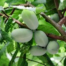 Pawpaw-Baum Vorteilspackung - 1 x Asimina t. Shenandoah - 1 x Asimina t. Prima 1216