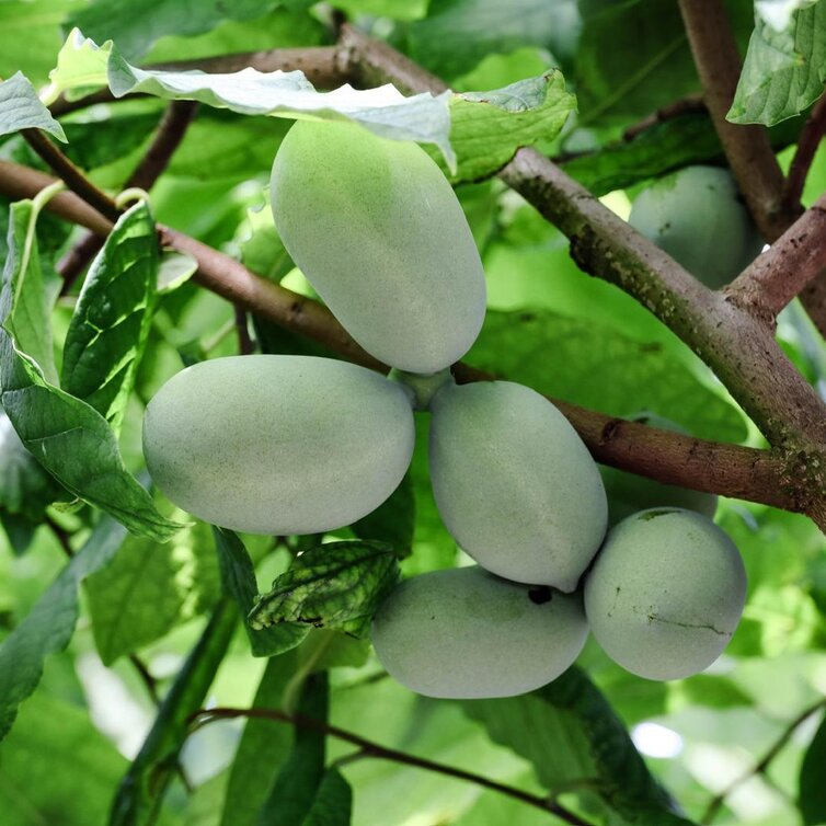 Pawpaw-Baum Vorteilspackung - 1 x Asimina t. Shenandoah - 1 x Asimina t. Prima 1216
