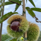 Young Chestnut tree Castanea sativa Clone 90044