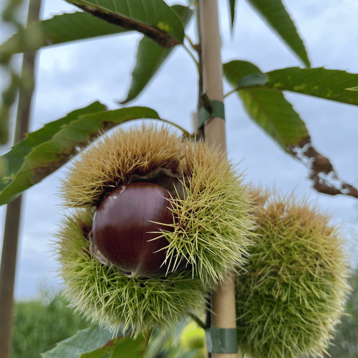 Kastanienbaum Castanea sativa Clone 90044