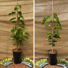 Maulbeerbaum Vorteilspack - 1x Morus a. Mulle - 1x Morus a. White Berry