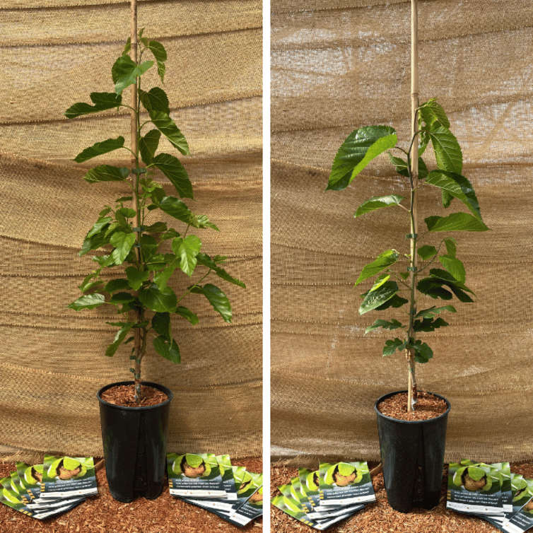 Maulbeerbaum Vorteilspack - 1x Morus a. Mulle - 1x Morus a. White Berry