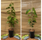 Young Mulberry Tree Value Pack - 2 Pieces | 1x Morus a. Mulle - 1x Morus a. White Berry