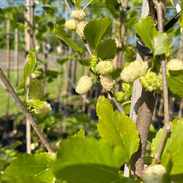 Vorteilspaket mit jungen Maulbeerbäumen – 2 Stück | 1x Morus a. Mulle – 1x Morus a. White Berry