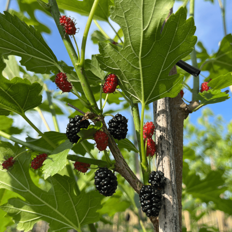 Maulbeerbaum Vorteilspack - 1x Morus a. Mulle - 1x Morus a. White Berry