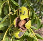 Pecan trees (Carya)