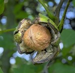 Noyers (Juglans)  