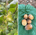 Baumhasel (Corylus) 