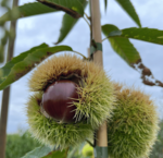 Kastanienbäume (Castanea) 
