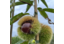 Châtaigniers (Castanea)