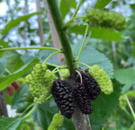 Maulbeerbäumen (Morus) 