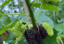 Mulberry trees 