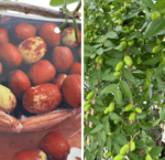 Chinese date trees 