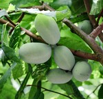 Pawpaw bomen