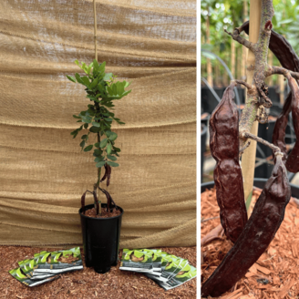 Young Carob tree Ceratonia silique ‘P13’