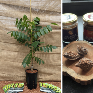 Jonge Walnootboom Juglans bixbyi Mitchell