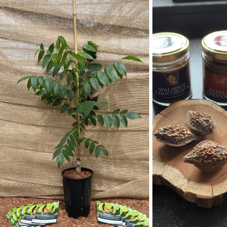 Young Walnut tree Juglans bixbyi Mitchell