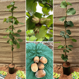 Young Hazel tree package : 1x Halle'sche Riessen + 1x Tonda di Giffoni + 1x Lang Tidlig Zeller