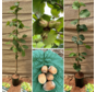 Young Hazel tree package : 1x Halle'sche Riessen + 1x Tonda di Giffoni + 1x Lang Tidlig Zeller