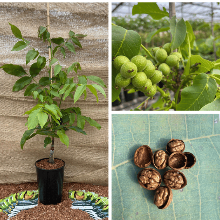 Junge Walnussbaum Juglans regia Mini Multiflora Nr.14
