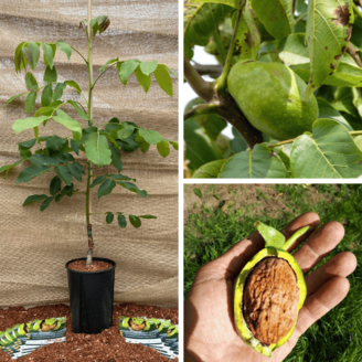 Jeune Noyer Juglans regia Lange van Lod