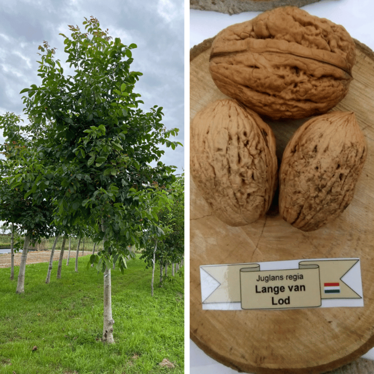 Jonge Walnootboom Juglans regia Lange van Lod