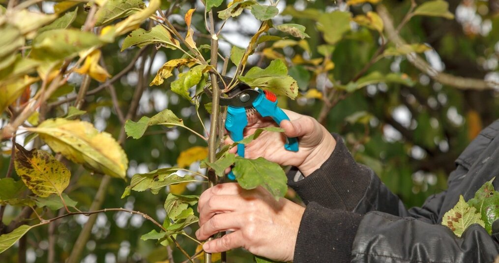 Notenboom snoeien: hoe en wanneer doe je dat?