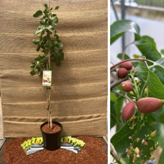 Young Pistachio tree Pistacia vera Kerman