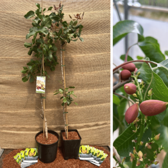 Jonge Pistache pakket - 2 stuks Pistacia's in soorten - 1x  Pistacia vera Peeter - 1x Pistacia vera Kerman