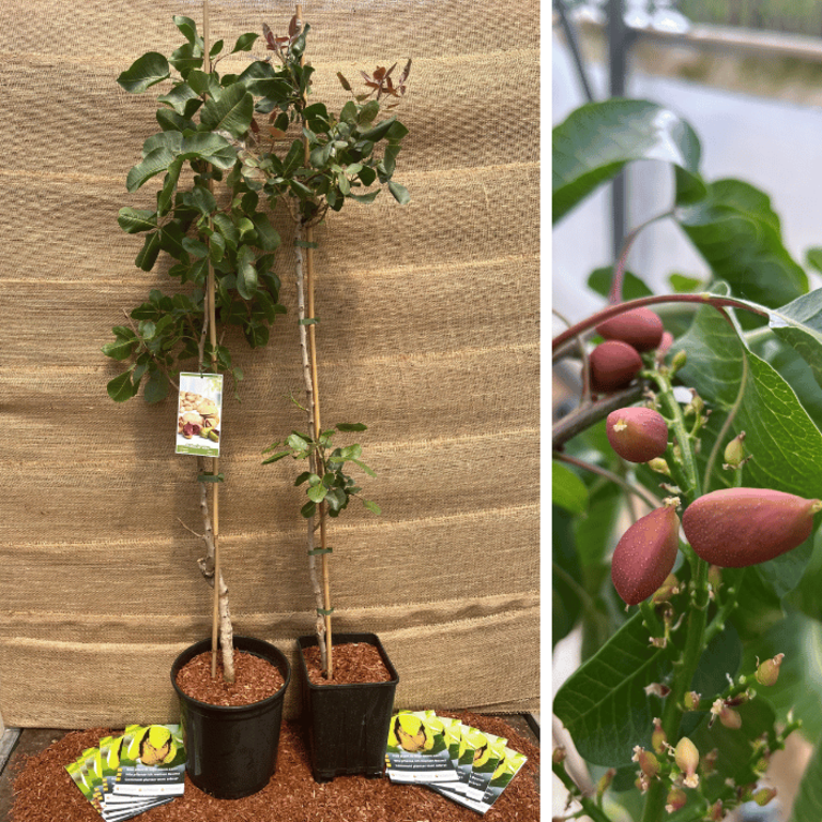 Junge Pistazienpackung - 2 Stück Pistacia in Sorten - 1x Pistacia vera Peeter - 1x Pistacia vera Kerman