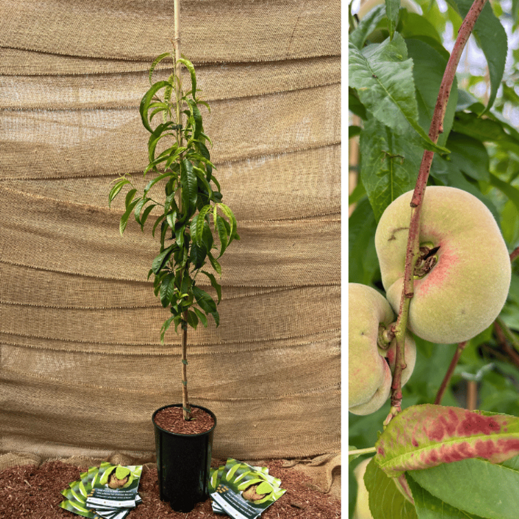 Junge Nektarinenbaum  Prunus p. Nucipersica Babylonica