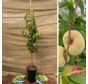 Jonge Nectarine boom Prunus p. Nucipersica Babylonica