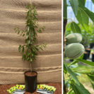 Jonge Amandelboom Prunus d. Makako