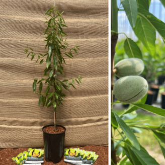 Jeune Amandier Prunus d. Makako