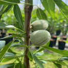 Jonge Amandelboom Prunus d. Makako