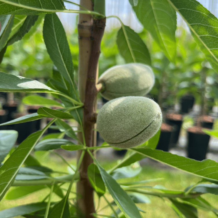 Jonge Amandelboom Prunus d. Makako