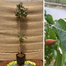 Junge Pistazienbaum Pistacia vera Peeter