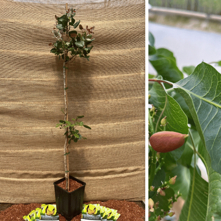 Junge Pistazienbaum Pistacia vera Peeter